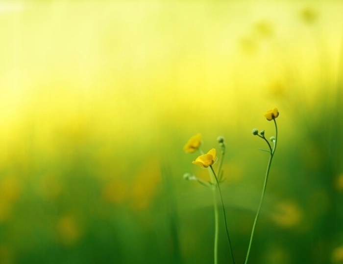 Формула здоровья - Санаторий «Солнечный» Кисловодск